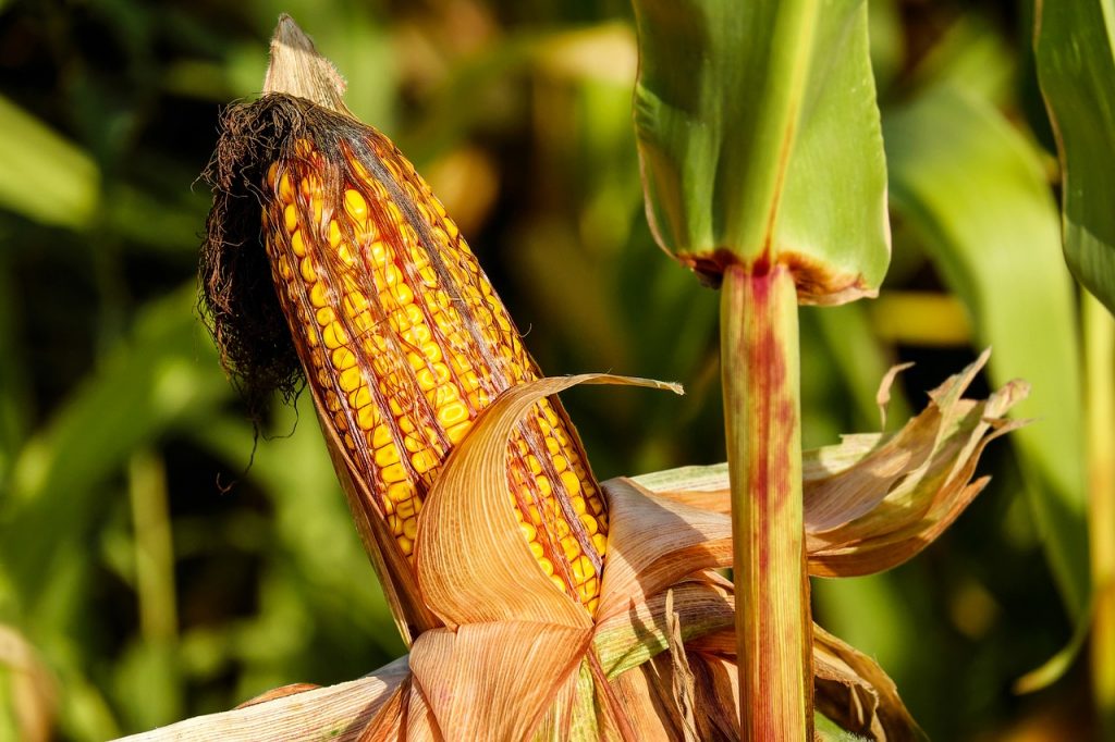 Mais, der Grundstoff für PLA und CPLA